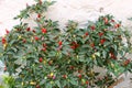 small colourful chilli peppers in pots in village in Crete,