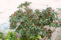 Small colourful chilli peppers in pots in village in Crete,