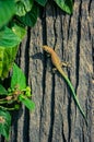 Small colourful lizard taking in the sun portrait Royalty Free Stock Photo