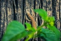 Small colourful lizard taking in the sun close up Royalty Free Stock Photo