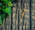 Small colourful lizard taking in the sun Royalty Free Stock Photo
