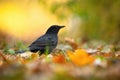 Small common blackbird female sitting on the ground between orange leafs