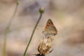 Small or common copper butterfly lycaena phlaeas closeup Royalty Free Stock Photo