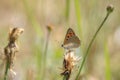 Small or common copper butterfly lycaena phlaeas closeup Royalty Free Stock Photo