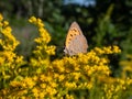 The small or common copper (Lycaena phlaeas) with closed wings from the side on a yellow flower