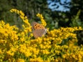 The small or common copper (Lycaena phlaeas) with closed wings from the side on a flower