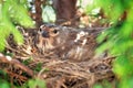 Small Common Linnet bird laying eggs