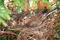 Small Common Linnet bird laying eggs