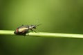 A Common Malachite Beetle, Malachius bipustulatus, walking along a blade of grass. Royalty Free Stock Photo