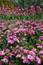 Small common pink flowers blooming in spring garden with tulips