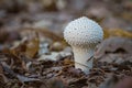 Small common puffball (Lycoperdon perlatum) mushroom