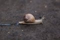 Small common snail Royalty Free Stock Photo