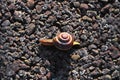 Small common snail Royalty Free Stock Photo