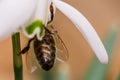 Small common snowdrop flower in early spring with bee inside Royalty Free Stock Photo