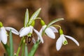 Small common snowdrop flower in early spring with bee inside Royalty Free Stock Photo