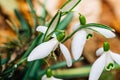 Small common snowdrop flower in early spring in forest Royalty Free Stock Photo