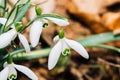 Small common snowdrop flower in early spring in forest Royalty Free Stock Photo