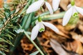 Small common snowdrop flower in early spring in forest Royalty Free Stock Photo