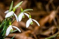 Small common snowdrop flower in early spring in forest Royalty Free Stock Photo