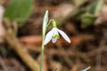 Small common snowdrop flower Galanthus nivalis in early spring Royalty Free Stock Photo