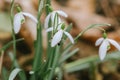 Small common snowdrop flower Galanthus nivalis in early spring Royalty Free Stock Photo