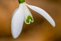 Small common snowdrop flower Galanthus nivalis in early spring Royalty Free Stock Photo