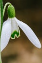 Small common snowdrop flower Galanthus nivalis in early spring Royalty Free Stock Photo