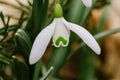 Small common snowdrop flower Galanthus nivalis in early spring Royalty Free Stock Photo