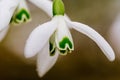 Small common snowdrop flower Galanthus nivalis in early spring Royalty Free Stock Photo