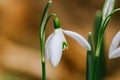 Small common snowdrop flower Galanthus nivalis in early spring Royalty Free Stock Photo