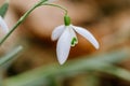 Small common snowdrop flower Galanthus nivalis in early spring Royalty Free Stock Photo