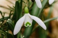 Small common snowdrop flower Galanthus nivalis in early spring Royalty Free Stock Photo