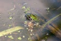 Small green frog resting in pond water