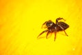 Small common spider isolated on Yellow Background