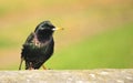 Small Common Starling bird
