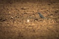 Small common starling bird perched on a dry brown field Royalty Free Stock Photo