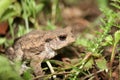 Small common toad with red eyes Royalty Free Stock Photo