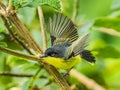 Small Common Tody Flycatcher Royalty Free Stock Photo