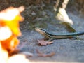 Small common wall lizard on the concrete in summer. Royalty Free Stock Photo