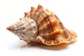 A small conch shell on an isolated white background Royalty Free Stock Photo