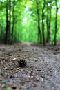 Small cone, con on the path, green forest Royalty Free Stock Photo