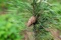 Small cone on a pine tree closeup in the forest Royalty Free Stock Photo