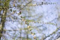 Small cones on a fir branch Royalty Free Stock Photo