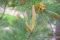 Small cones looks like amazing flowers on pine tree branches, closeup. Royalty Free Stock Photo