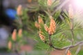 Small cones looks like amazing flowers on pine tree branches, closeup. Royalty Free Stock Photo