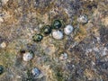 Small Conical Sea Shells on Rocks