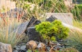 Small Conifer Tree and the Rockery Garden Royalty Free Stock Photo