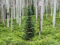 Small Conifer Trees In A Quaking Aspen Colony