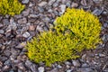 Small coniferous juniper bushes