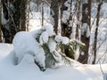 A small coniferous tree bent under the weight of snow. Natural landscape with snowy forest Royalty Free Stock Photo